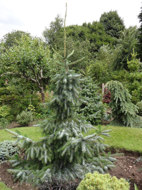 Picea omorika 'Bruns'